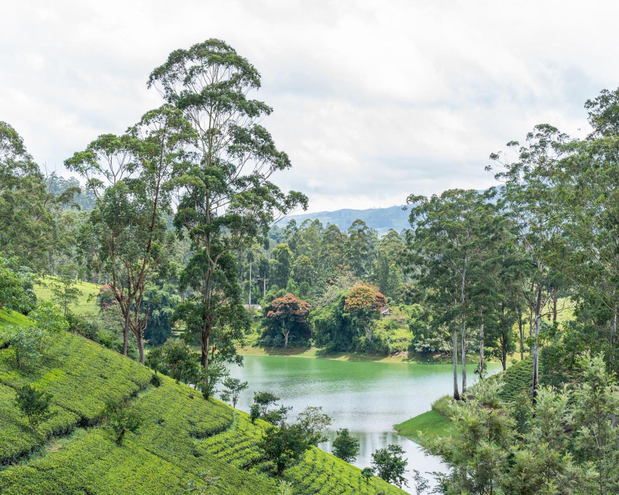 The Farm Resorts Dickoya Luaran gambar